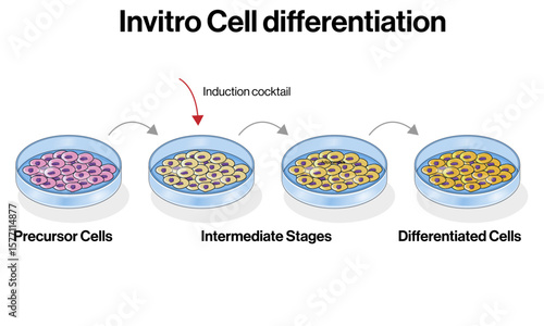 In Vitro Cell Differentiation – precursor cell to differentiated cell Transformation Vector Illustration