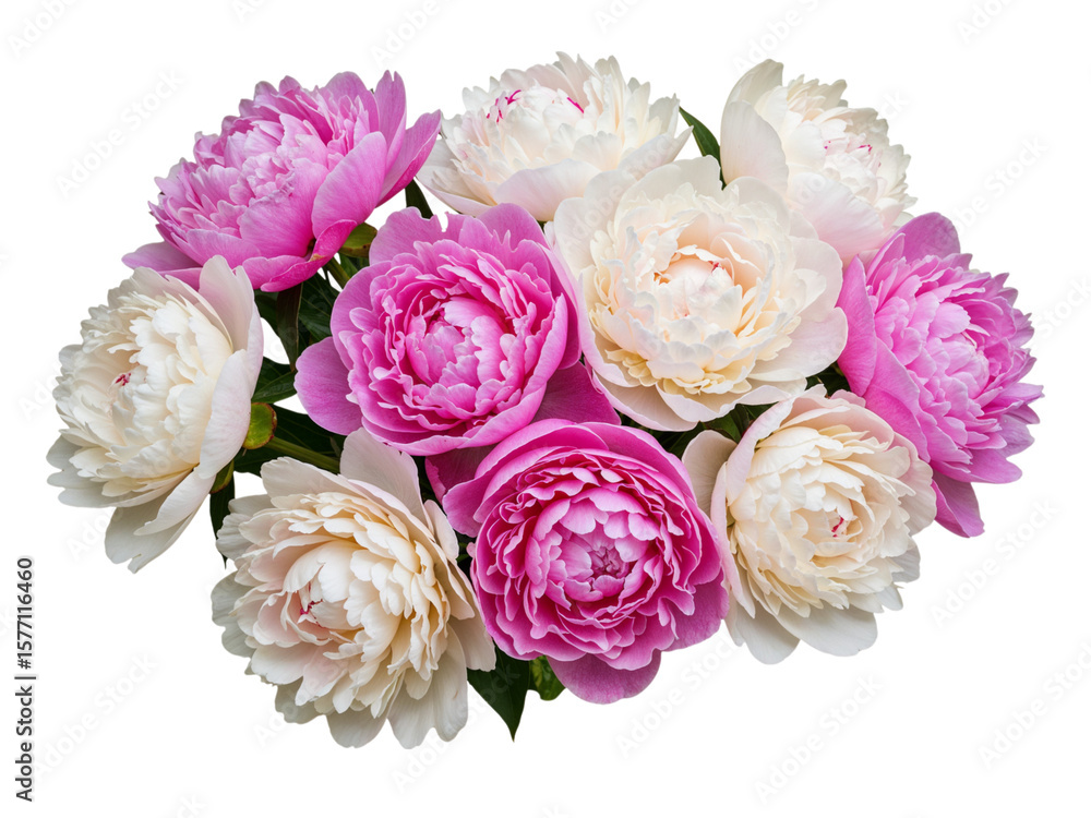 Fototapeta premium A beautiful bouquet of pink and white peonies isolated on transparent background