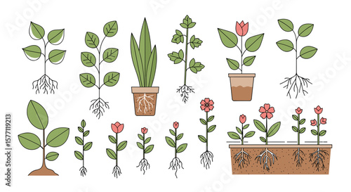 Collection of fresh green plants and young seedlings showing root systems and blooming flowers