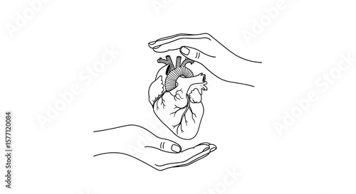 Hands carefully protecting an anatomical heart illustration symbolizing care and health