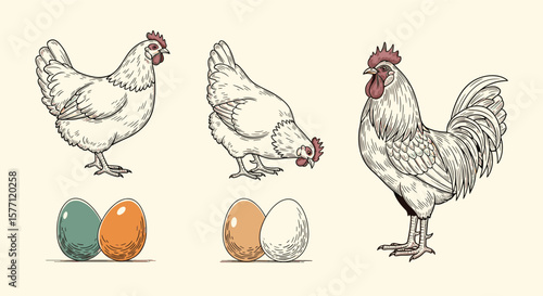 Vintage style farm fowl and fresh eggs collection hand drawn illustrations