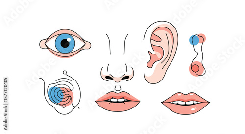 Exploring the human senses a visual journey through our perception organs