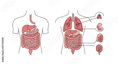 Understanding the human digestive and respiratory systems vital organs and their functions