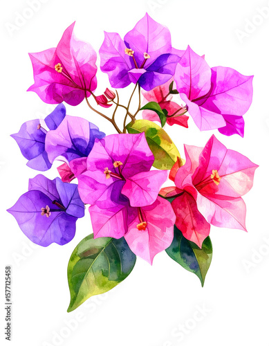 A watercolor painting of a bougainvillea flower in vivid pink and purple tones.