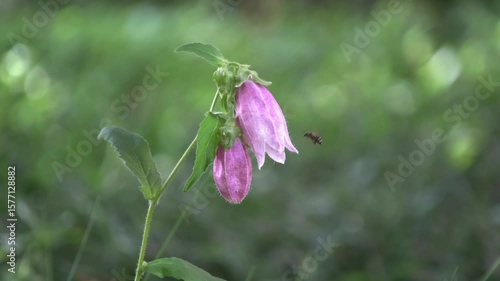 ホタルブクロと蜂  Spotted Bellflower and Bee
