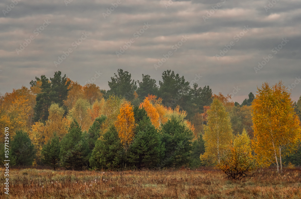 Fototapeta premium Heavy clouds hung over the autumn forest and meadow.