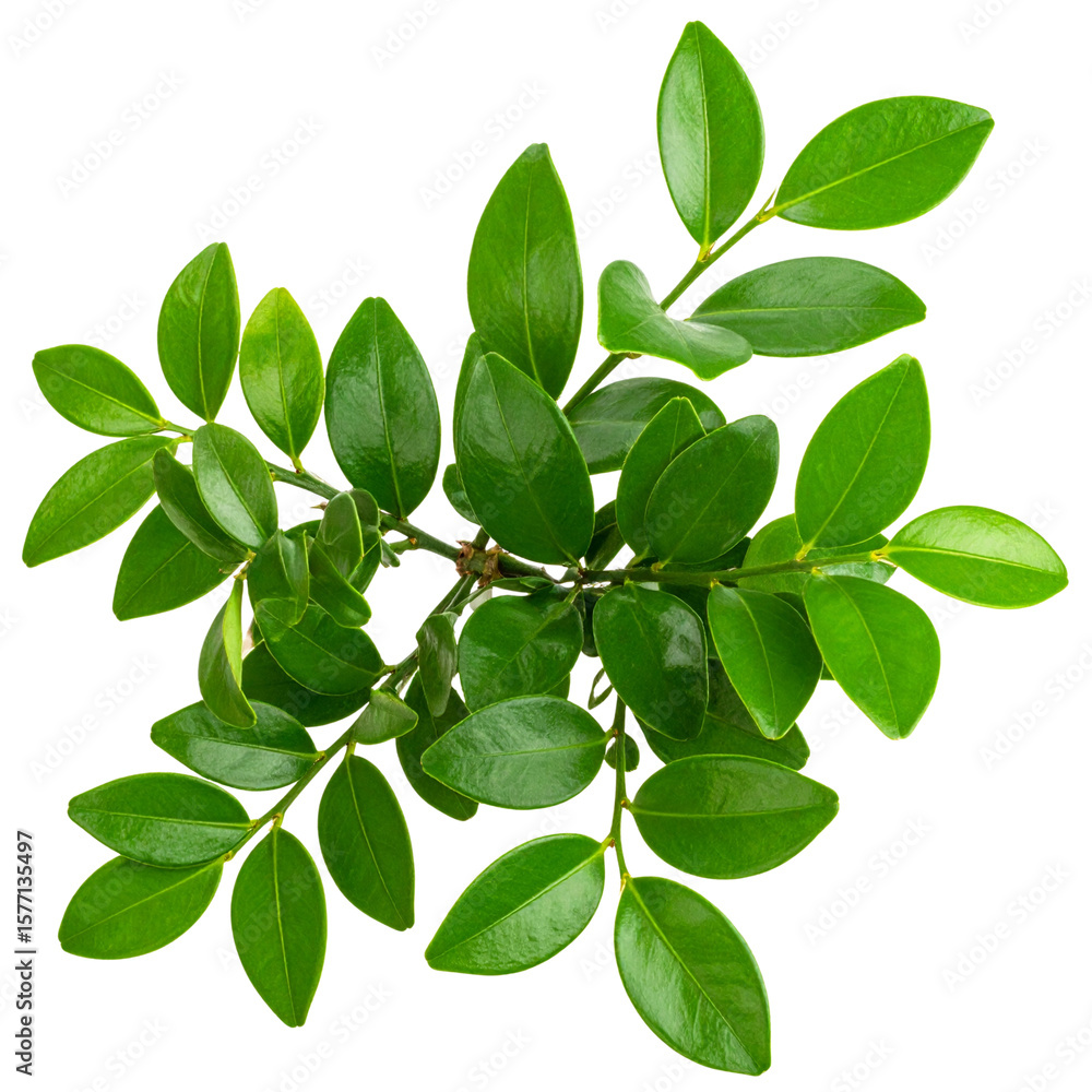 Obraz premium Fresh green basil leaves isolated on white, showcasing the vibrant beauty of natural foliage