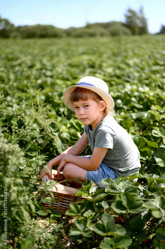 Fototapeta premium Cute little girl picking strawberry in summer on green field. Farming, gardening