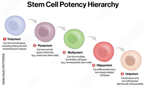 Stem Cell Potency Hierarchy – Totipotent to Unipotent Stem Cells Vector Illustration