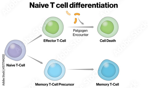 Naive T Cell Differentiation – Vector Illustration of Adaptive Immune Cell Lineages