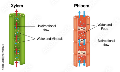 Xylem and Phloem Transport in Plants – Vector Illustration of Water and Food Flow
