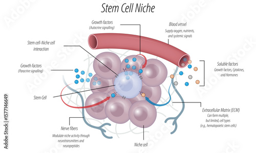 Stem Cell Niche Vector Illustration – Cellular Microenvironment of Stem Cells