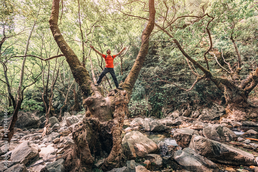 Naklejka premium Adventurous hiker standing on a large tree surrounded by lush forest, enjoying nature and the tranquility of a rocky stream below