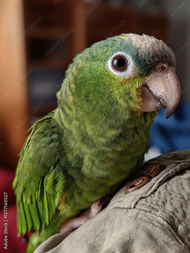 Fototapeta premium Calm Parrot Rests on Vets Shoulder During a Cozy Consultation in Natural Light