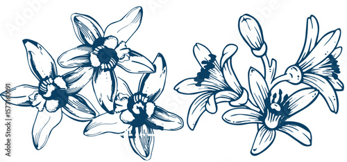 Vanilla flower isolated on the white background