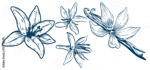 Vanilla flower isolated on the white background