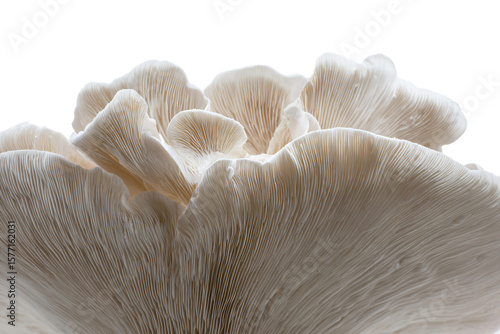 a close up of a mushroom on a white background