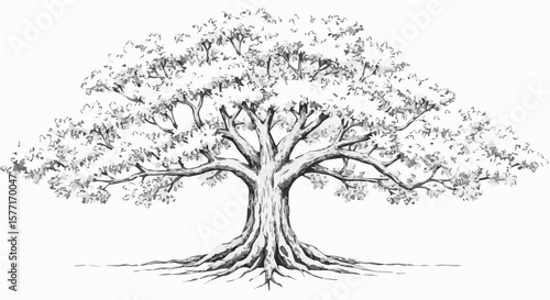 Detailed Black and White Drawing of a Large Oak Tree with Extensive Roots