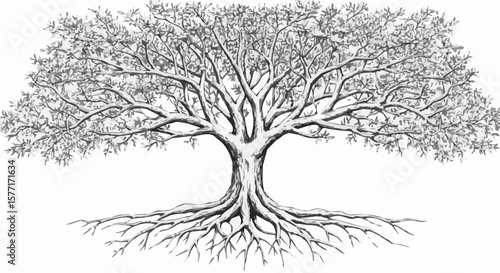 Detailed monochrome drawing of a large deciduous tree with extensive root system
