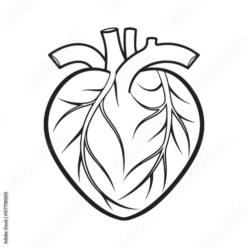 Anatomical Heart With Veins human organ blood vessels