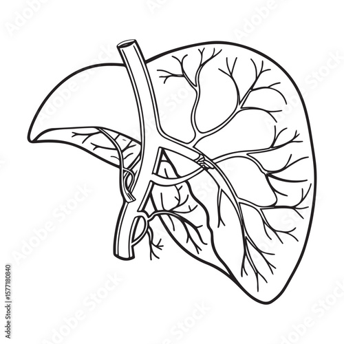 Anatomical Liver Structure With Blood Vessels anatomy