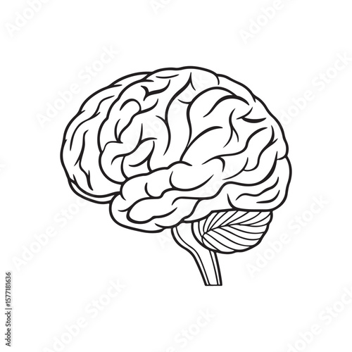 Human brain anatomy illustration medical science