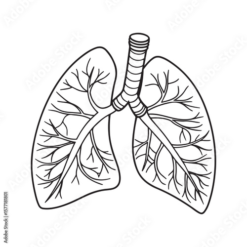 Human lungs branching airways human anatomy respiratory system