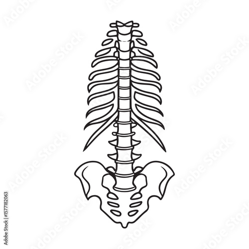 Human spine and pelvis anatomical illustration skeleton