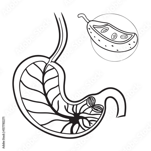 Stomach anatomy diagram with internal view organ