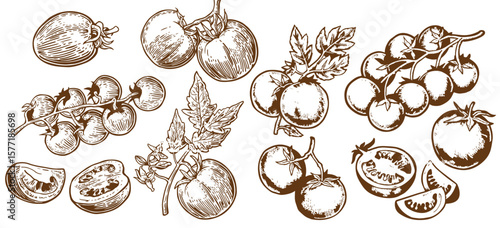 Tomato sketch outline illustration set. Cherry tomato simple doodle drawing in engraving style. Hand drawn vector line art clipart