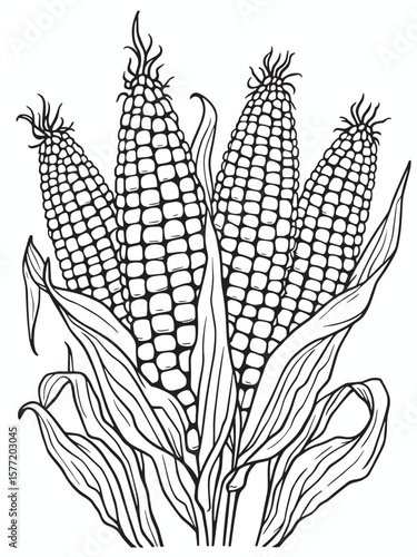 Shucked ear of corn 