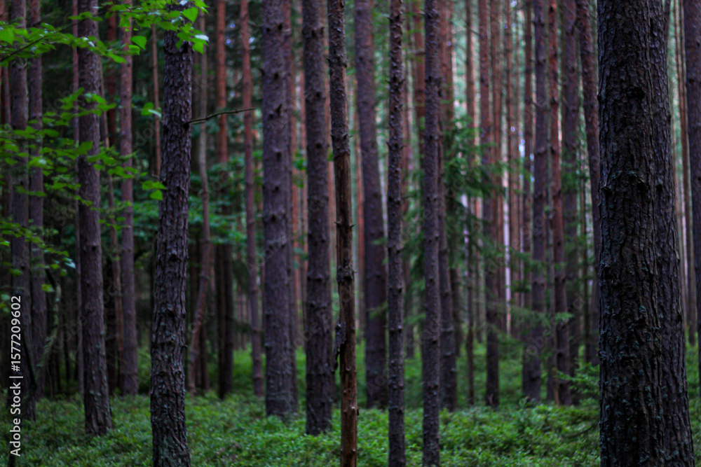 Obraz premium trees in the forest