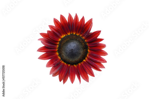 a red flower with yellow center against a white background
