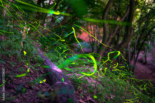 Magical Fireflies Dancing in the Summer Forest at Dusk.
Atmospheric photograph capturing glowing fireflies lighting up a serene forest during a warm summer night. 