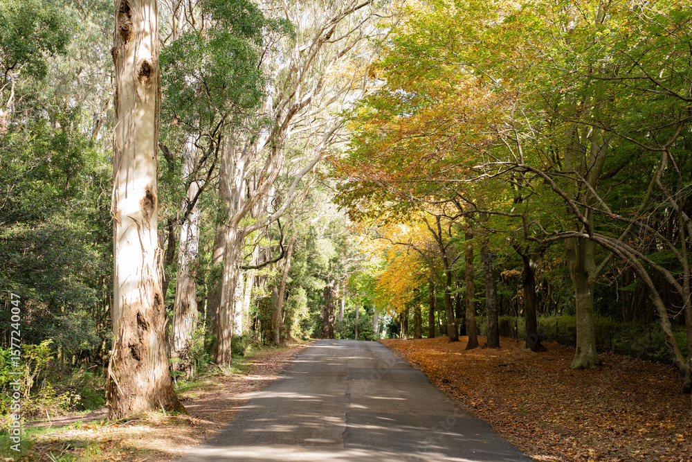 Obraz premium autumn trees forest landscape road