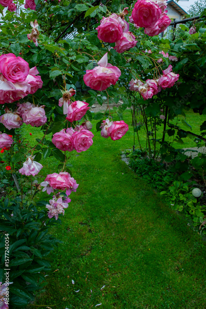 Fototapeta premium Rose beautiful flowers climbing bush on the green garden fence.