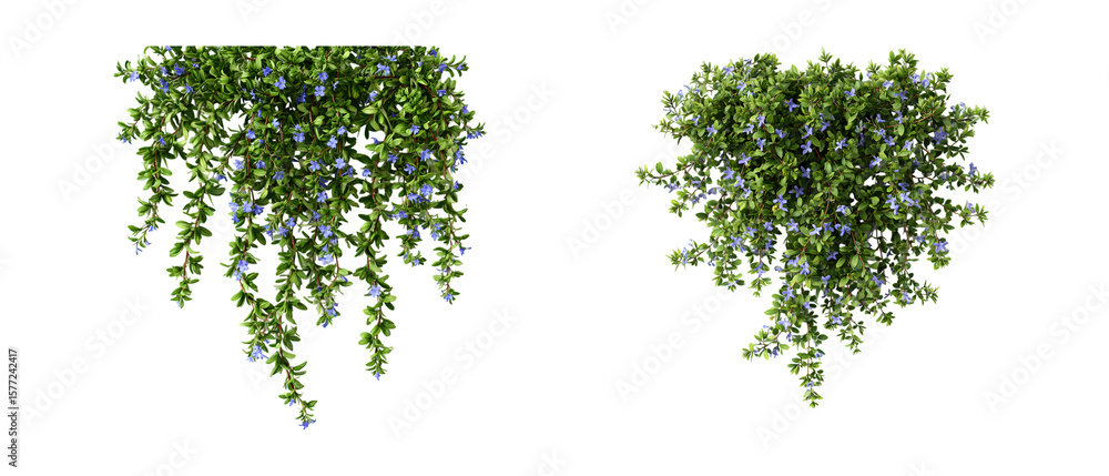Obraz premium 3D Illustration of Lithodora Diffusa Bush, Dense Green Plant with Blue Flowers, Isolated on White Background, PNG Cutout