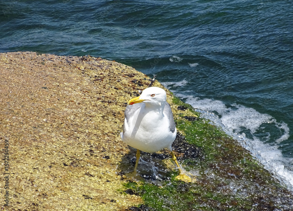 Obraz premium Seagull at the Black Sea in Constanta, Romania