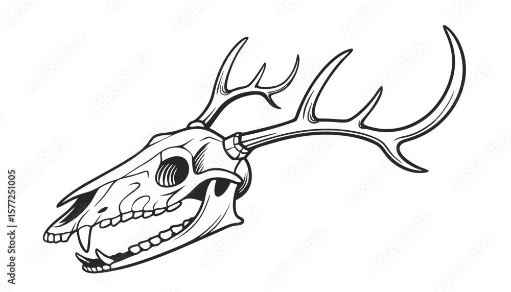 Fototapeta premium Detailed Line Art of a Deer Skull with Antlers