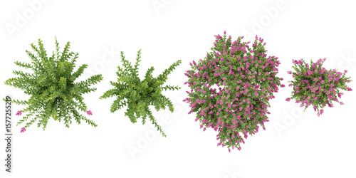 3d illustration of Crepe-myrtle plants on transparent background from top view