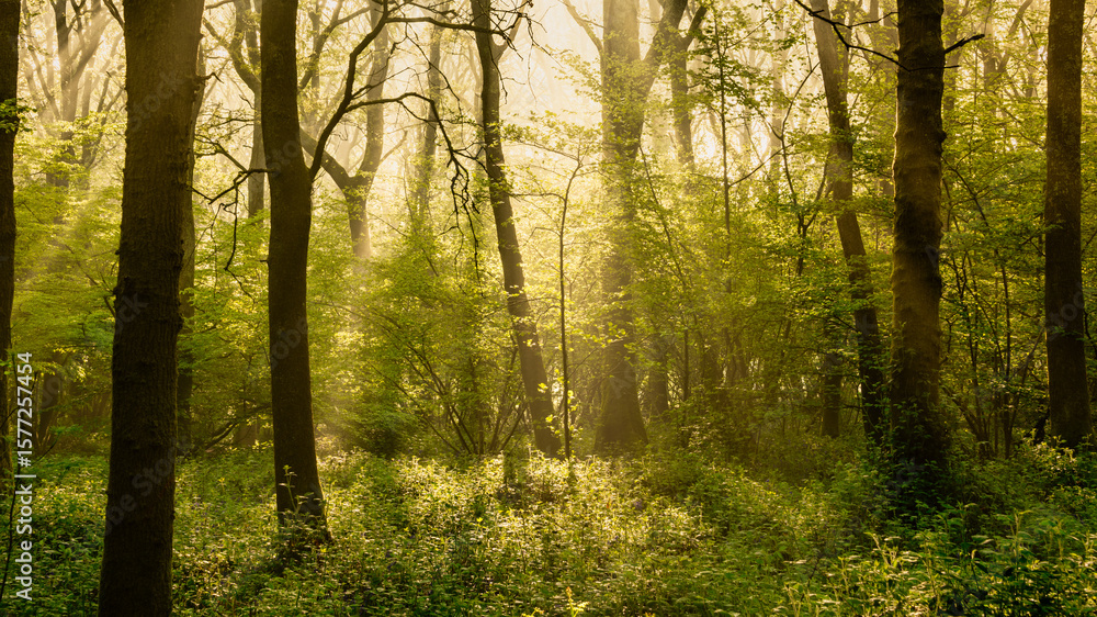 Naklejka premium Beautiful peaceful Spring sunrise landscape in bluebell forest with sun beams and hazy distance