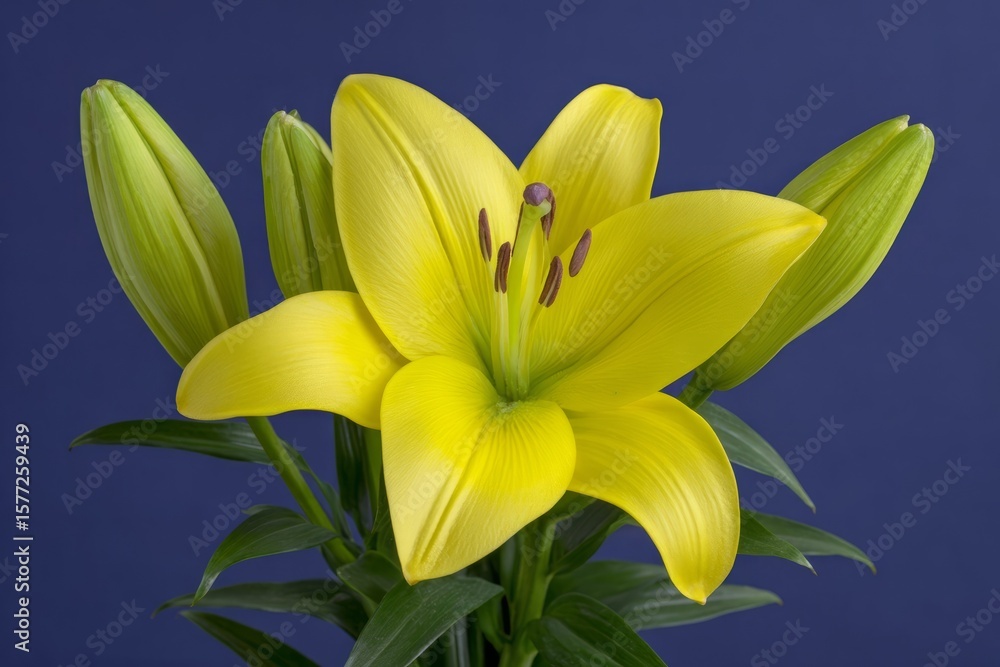 Naklejka premium Yellow lily against deep azure, echoing whispers of spring equinox and Japanese Hanami, vibrant floral elegance unveiled