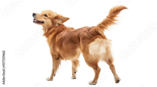 Cheerful Puppy Stand