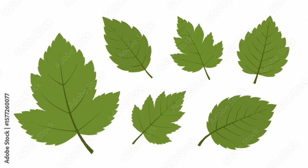 Seasonal Green Leaves in Various Shapes – Botanical Vector Illustration for Nature and Eco Design Seasonal Green Leaves in Various Shapes – Botanical Vector Illustration for Nature and Eco Design