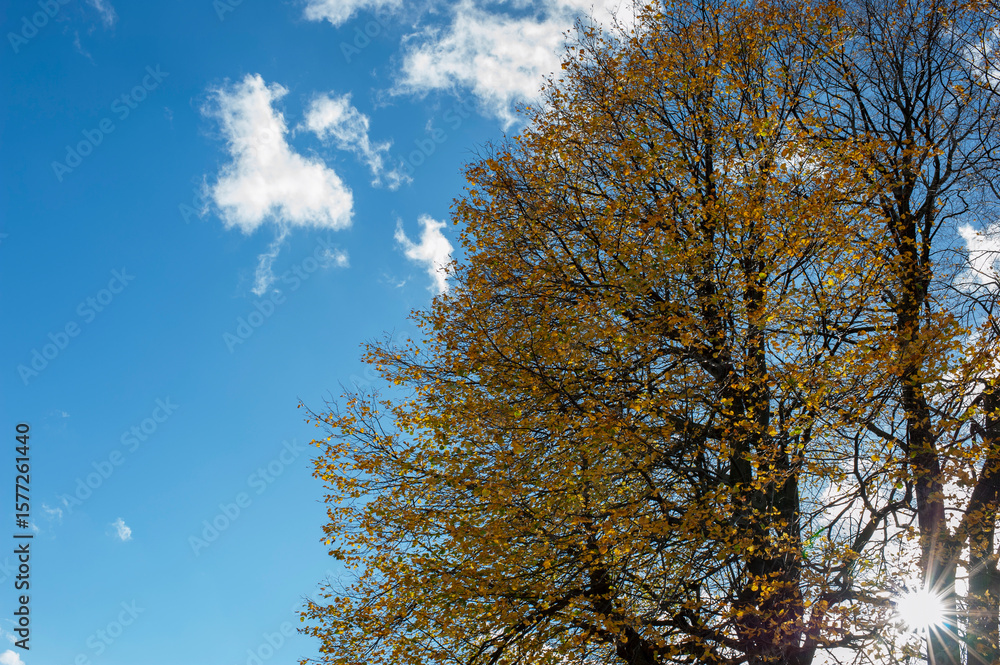 Fototapeta premium Trees against the sun, contours. Clear day.