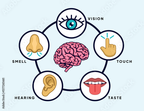Interactive Diagram of the Five Senses and the Brain in an Educational Circular Display