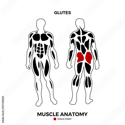 Human glutes muscle vector for muscle location information presentation. Suitable for a health product. Vector eps