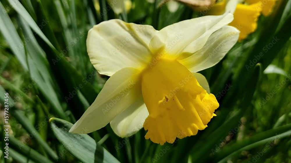 Blooming daffodil Blooming daffodil