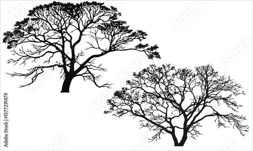 Black silhouette of bare trees bare branches white background
