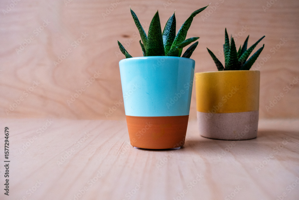 Stylish Mini Succulents in Modern Ceramic Pots on Wooden Surface Stylish Mini Succulents in Modern Ceramic Pots on Wooden Surface